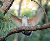 Australian Common Bronzewing 9Y179D-046